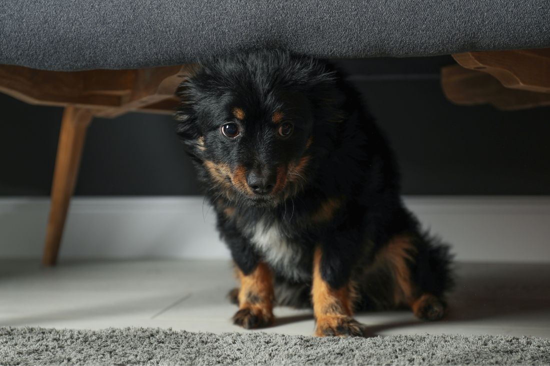 Como acalmar um cão ansioso: soluções naturais e eficazes