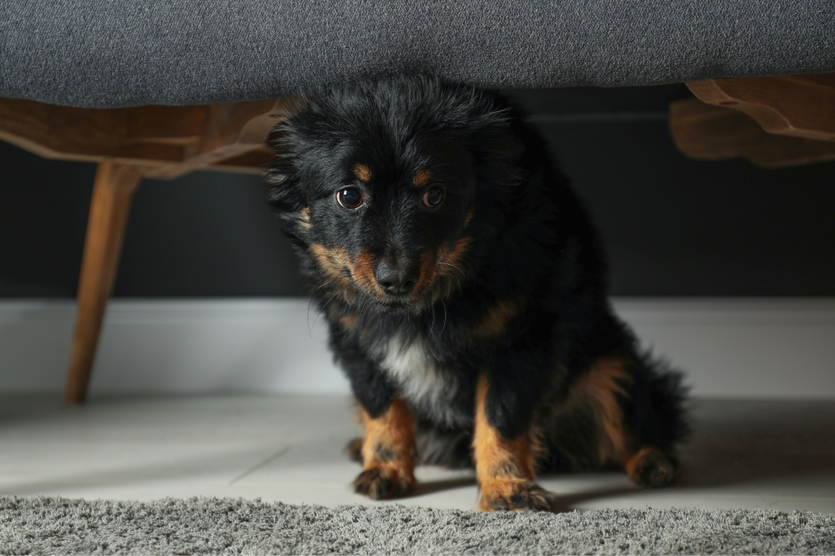 Como acalmar um cão ansioso: soluções naturais e eficazes