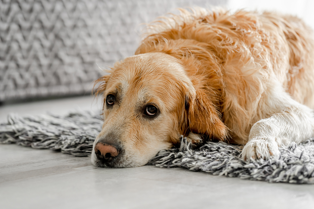Mau comportamento no animal nem sempre é desobediência