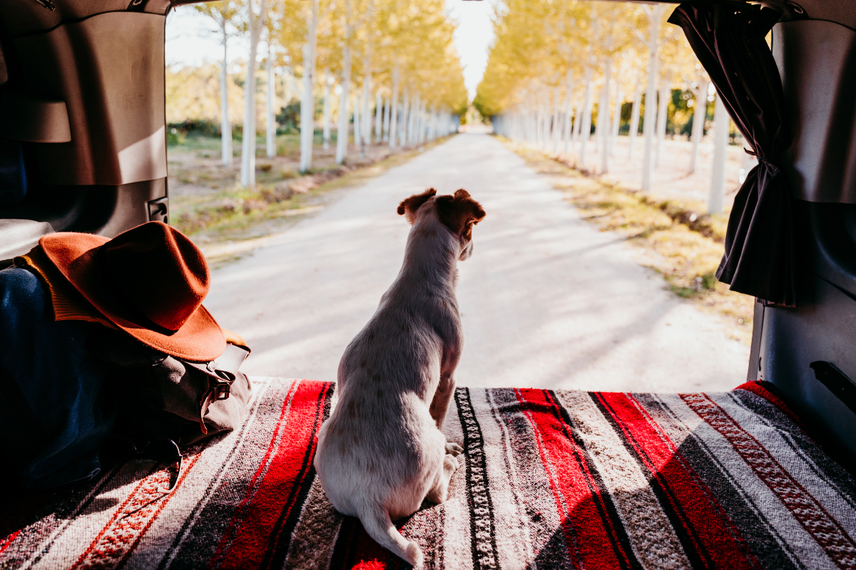 Férias com pets: como ajudar cães e gatos a lidar com o stress fora de casa