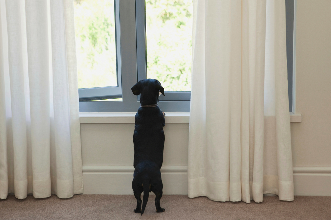 Férias: Relaxantes para uns, mas para animais podem ser fator de stress