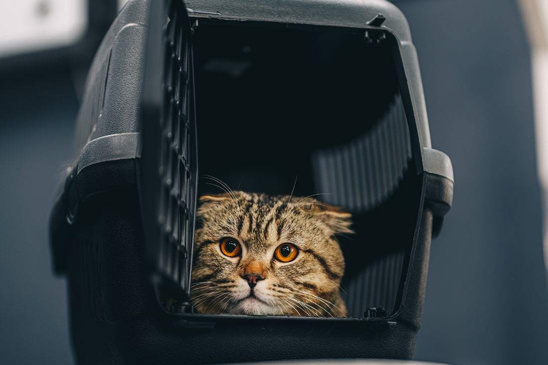 Gato com Medo de Carro: Estratégias para Viagens Mais Calmas