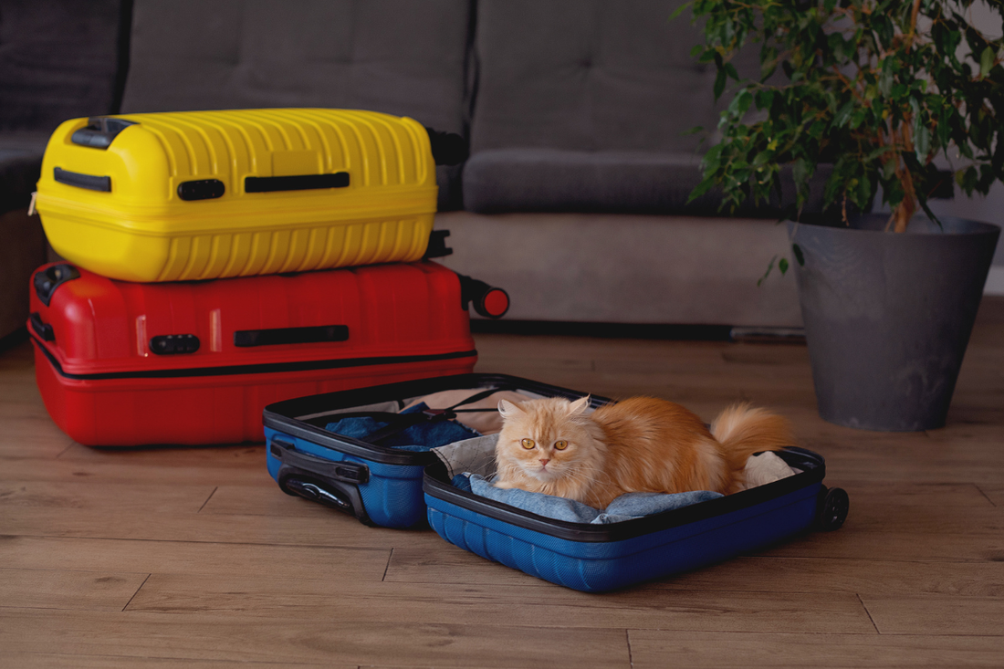 Férias com o seu animal: como garantir uma viagem tranquila e sem stress
