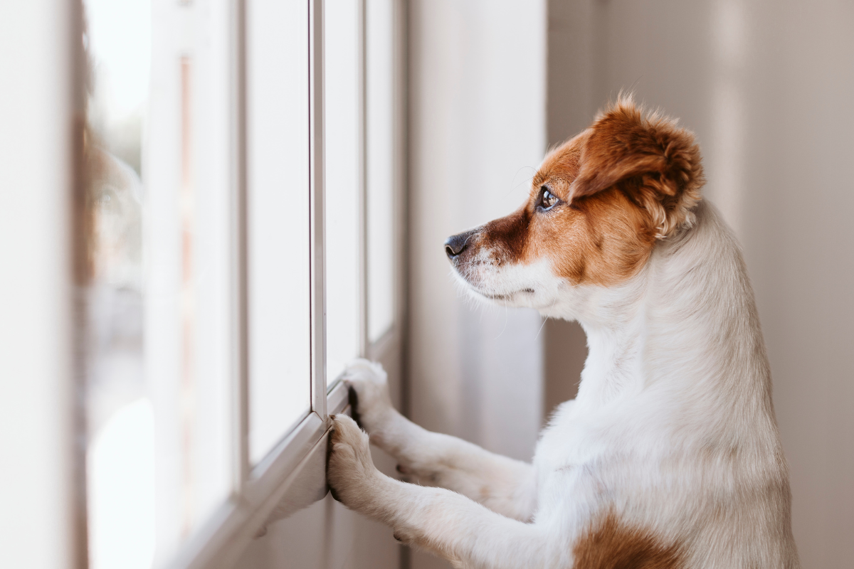 Ansiedade de separação em cães: sinais e soluções