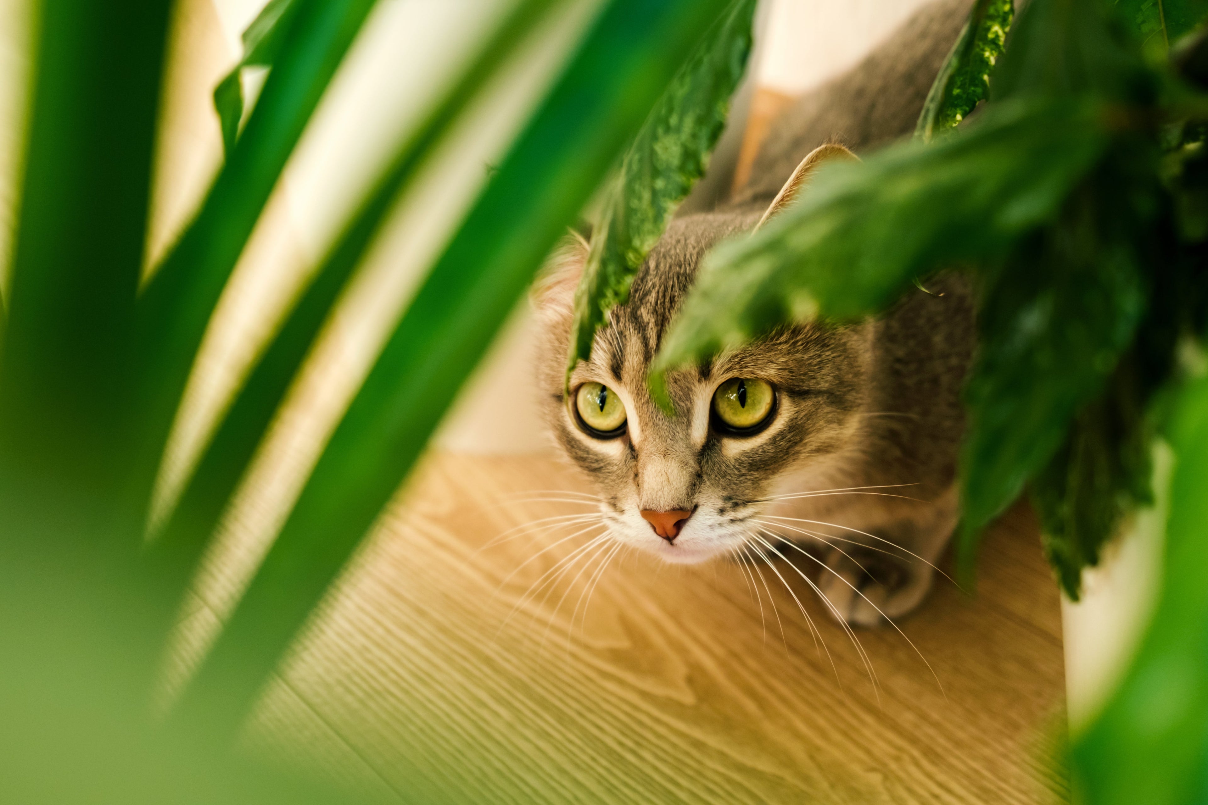 Como Ajudar o Seu Gato a Adaptar-se a uma Nova Casa