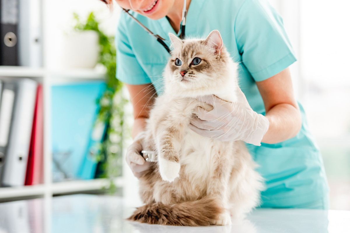Como Preparar o Seu Gato para uma Visita ao Veterinário